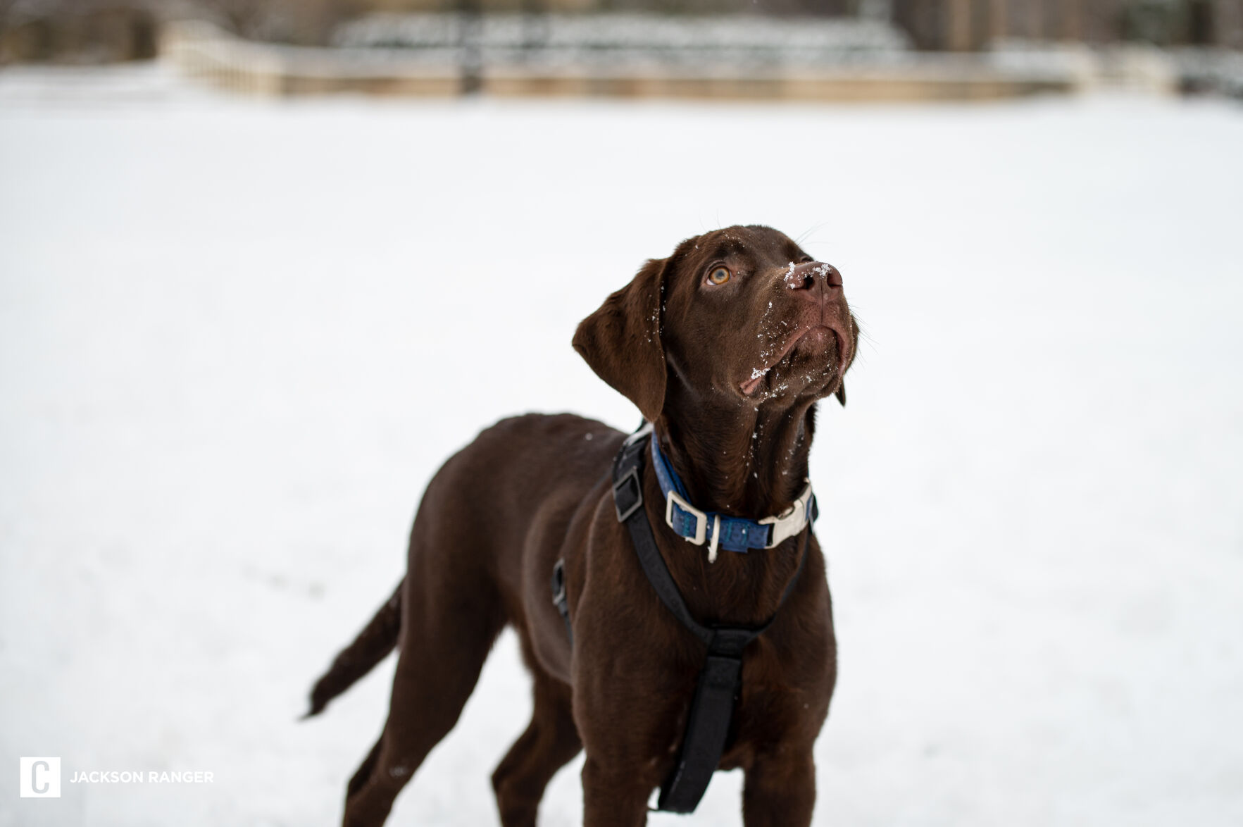 Snow Day, Moose